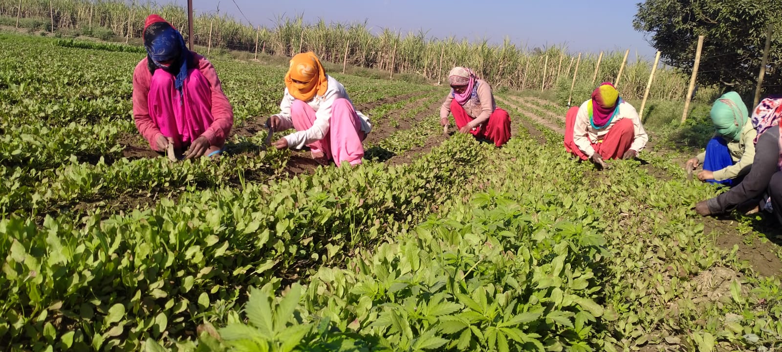 Women in Agriculture